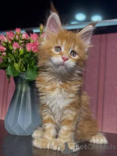 Фото №3. Мейн-КунKätzchen. Германия