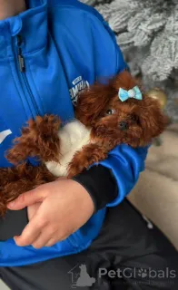 Фото №2 к объявлению №164617 о продаже пуделя (той) - купить в Германии заводчик