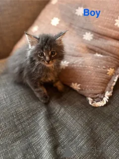 Фото №2 к объявлению №161387 о продаже мейн-кун - купить в США частное объявление