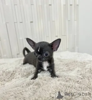 Фото №2 к объявлению №167335 о продаже беспородную - купить в США заводчик