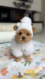 Фото №2 к объявлению №164613 о продаже мальтийскую болонку - купить в Германии заводчик