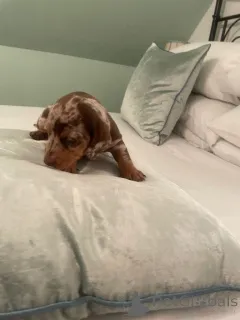 Фото №1. такса - купить в Манила за договорная. Объявление №167332