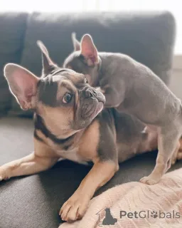 Фото №2 к объявлению №153743 о продаже французского бульдога - купить в Германии заводчик