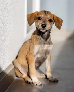 Фото №3. Пять маленьких сердец ищут дом..  Россия