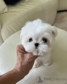 Фото №1. мальтийская болонка - купить в Дебрекен за договорная. Объявление №160394